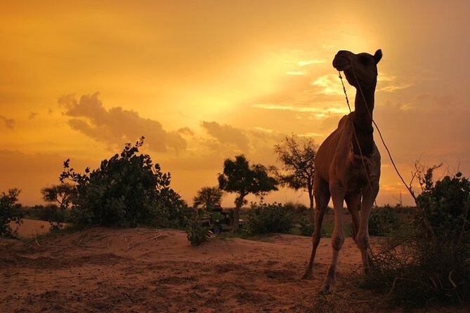 2 Days-1 Night Camel Tour - Getting Started at 6:30 am: Meet Point, Jeep Ride, and Camp Breakfast