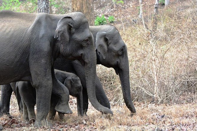 3-Day Wayanad Tour from Bangalore - Getting moving: Bangalore pickup, private transfers, and the early start