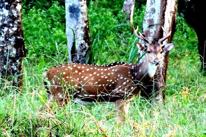3-Day Wayanad Tour from Bangalore - Day 1: Edakkal Caves, Ambalavayal museum, and the Cheengeri option