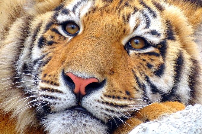 4 Day Golden Triangle with Ranthambore Tiger Safari Tour from Delhi - Where this itinerary can feel rushed, and how to fix it