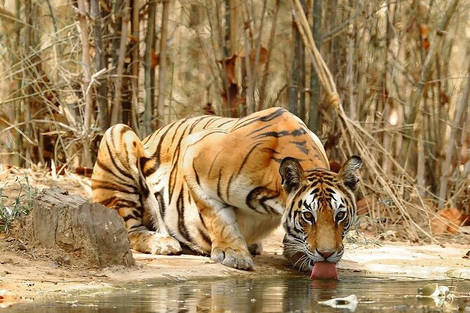 4-Day Private Delhi, Agra & Jaipur with Ranthambore Tiger Safari - Day 1 in Delhi: Qutub Minar to Old Delhi, with real food time in Chandni Chowk