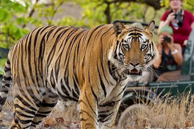 4-Day Private Delhi, Agra & Jaipur with Ranthambore Tiger Safari - Ranthambore Day 3: tiger safari mornings plus the Ranthambore Fort viewpoint