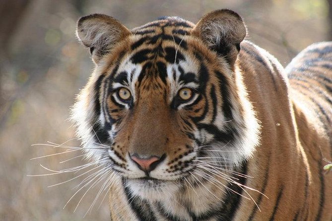 4-Day Ranthambore Tiger Safari Tour to Agra and Jaipur from Delhi - Delhi half-day: Qutub Minar, India Gate, and that classic government-building drive