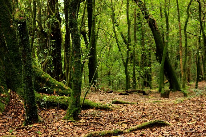 5-Day Private Tour in Meghalaya with Meals and Accommodation - Lodging in cottages and homestays, and how to avoid avoidable stress
