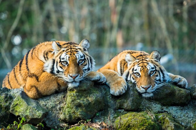 5 Days Golden Triangle with Ranthambore (Delhi Agra Jaipur Ranthambore Tour) - Price and value, plus what to budget for entrance fees