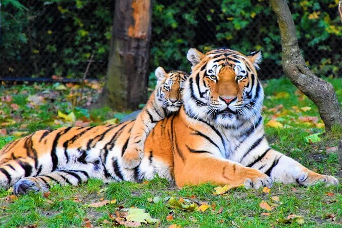 5 Days Golden Triangle With Ranthambore Wildlife - Key things that make this tour worth your attention