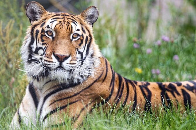 5 Days Golden Triangle With Ranthambore Wildlife - Delhi in one day: mosques, markets, memorials and three landmark stops