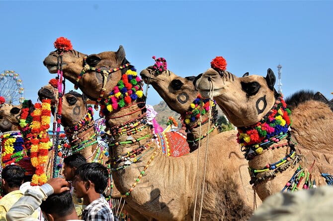 5 Days Golden Triangle With Ranthambore Wildlife - Transport, guides, and the small comforts that reduce friction