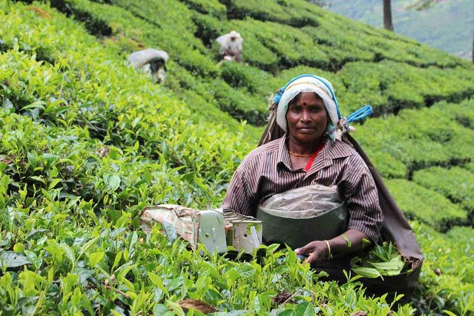 5 Days Private Kerala Tour Package by Saffron India Tours - What you are really paying for on this 5-day Kerala route