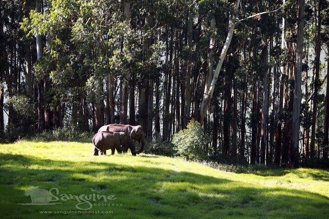 5 Days Private Kerala Tour with Houseboat by Sanguine Holidays - Thekkady by boat: Periyar Wildlife Sanctuary and the chance to spot big animals