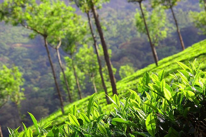 6 Nights 7 Days Kerala Private tour with Hillstations,Backwater &Beaches - Entering Munnar from Kochi: tea town first, waterfalls on the way