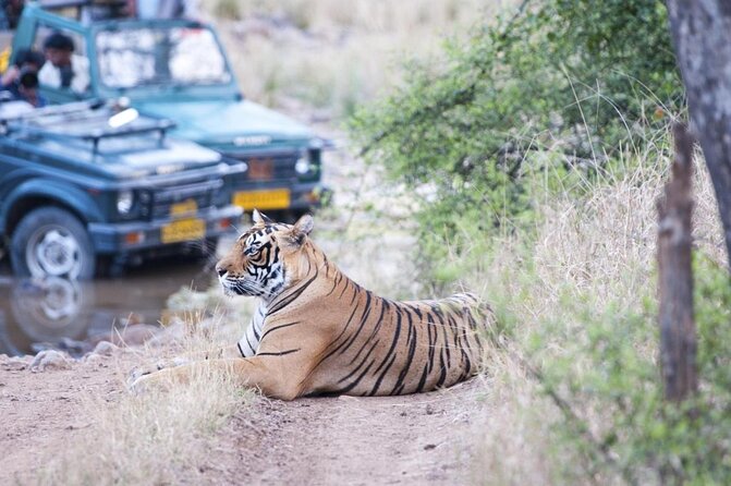 7-Day Golden Triangle Tour with Ranthambore Tiger Safari - Key points to know before you go