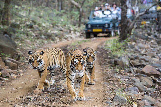 7-Day Golden Triangle Tour with Ranthambore Tiger Safari - Ranthambore safari: what “sharing jeep/canter” means for your experience