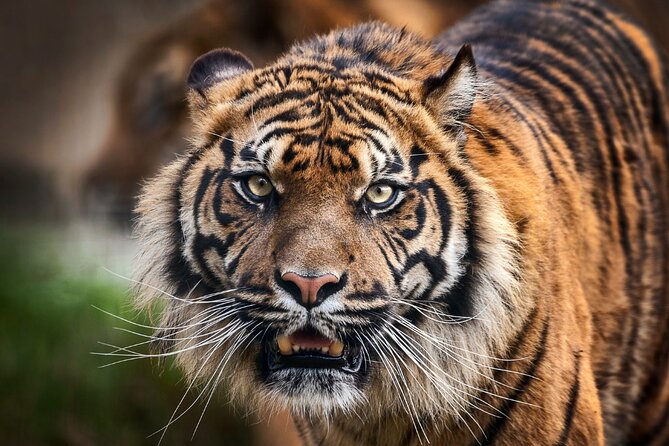 8 Day Golden Triangle Tour with Ranthambore {Taj , Tigers & More} - Delhi in Two Worlds, Jama Masjid to Qutub Minar
