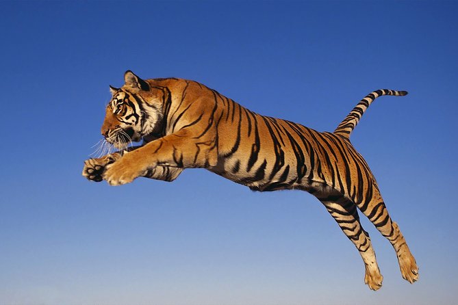 8 Day Golden Triangle Tour with Ranthambore {Taj , Tigers & More} - Price and Value: What $799 Buys You, and What Costs Extra