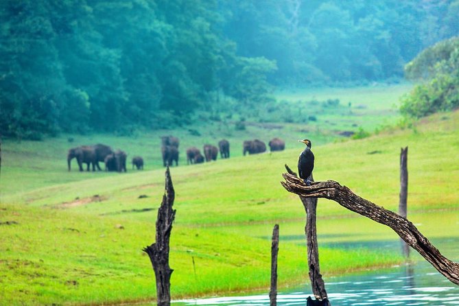 8 Days Kerala Private Tour (3 Star) with Munnar, Houseboat & Cab- Iris Holidays - Day 1, Kochi to Munnar: tea country starts with a scenic push