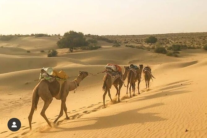 Adventure non touristic camel safari - Thar Desert camel safari: sunset riding, chai, pakoda, and a bonfire