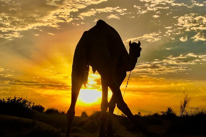 An Overnight Non-touristic Camel Safari (2PM to 11:30 AM Next Day) - Key things I’d plan around