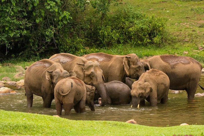 Anakulam Wild Elephant Village life tour ( By Munnar Info) - Key things I’d bet on before you go