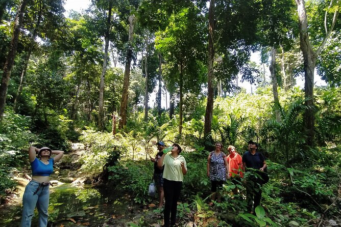 Ancient Lava Stream Trek through dense Tropical forest. - The Ancient Lava Stream Angle: How to Read the Ground Like a Geology Story