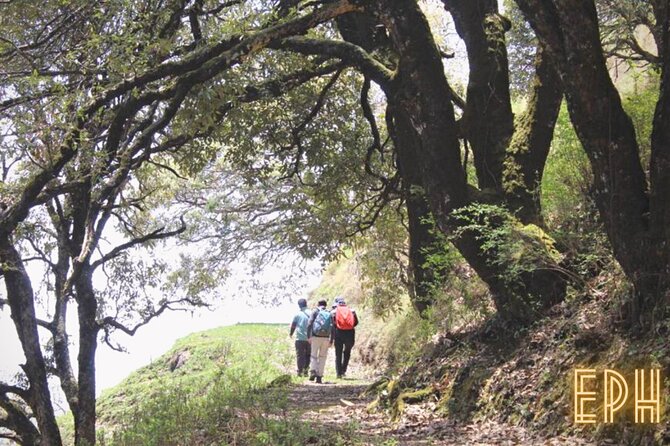 Benog Tibba Day Hike - Mussoorie - Step-by-step: what the Benog Tibba walk feels like