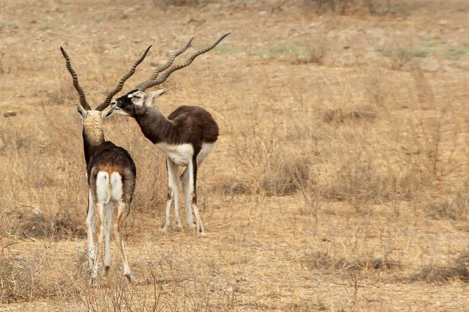 Bishnoi Village Safari - Getting from Jodhpur to the village route: practical pacing and expectations
