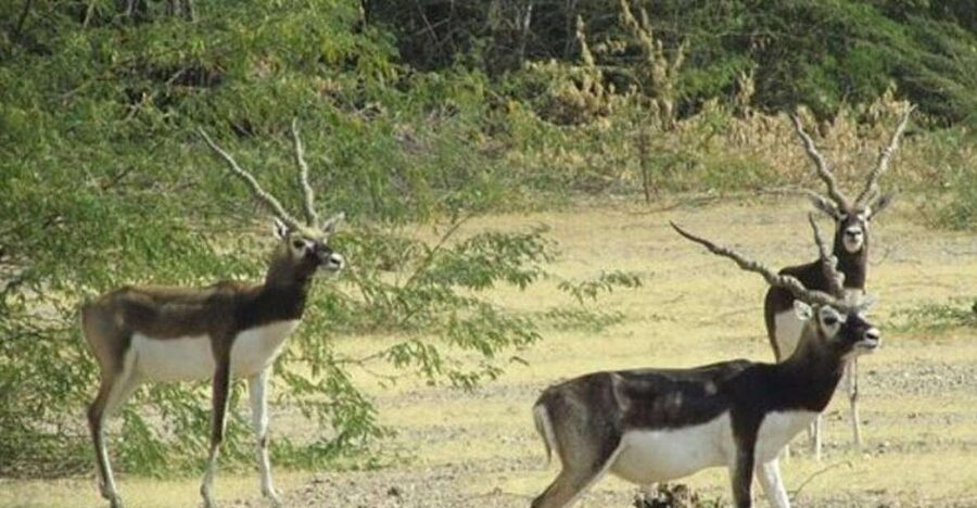 Bishnoi Village Safari Private Half Day Tour - Key highlights worth your attention