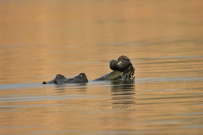 Chambal River Safari - Key things I’d watch for before you go