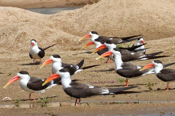 Chambal River Safari - Why the Chambal River Safari feels like a real Agra alternative