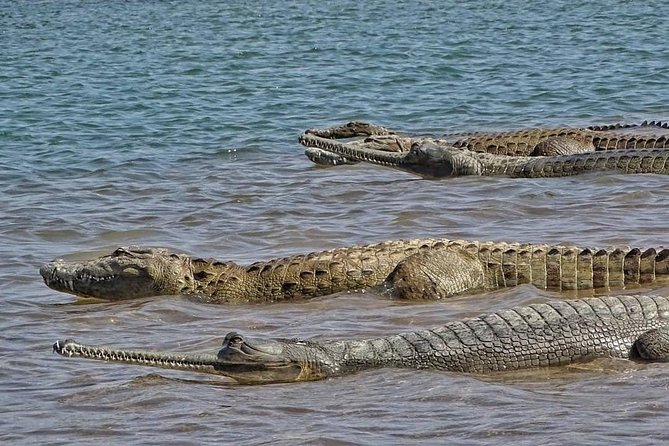 Chambal River Safari - Two hours on the river: what the boat safari is actually like