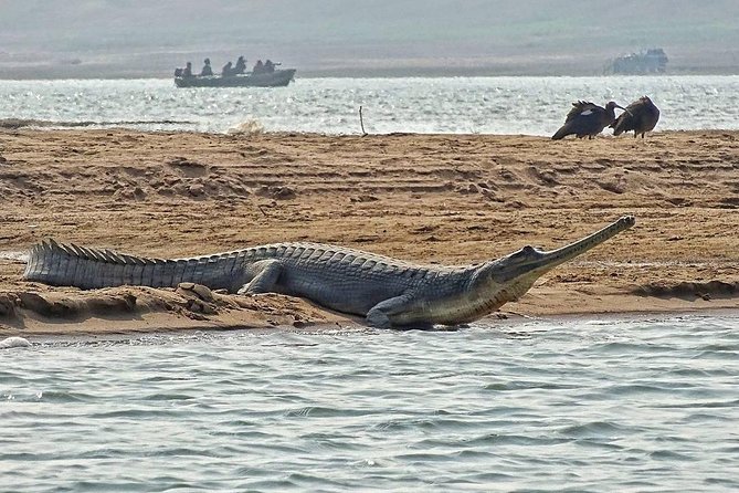 Chambal River Safari - National Chambal Wildlife Sanctuary: where your sightings are supposed to happen