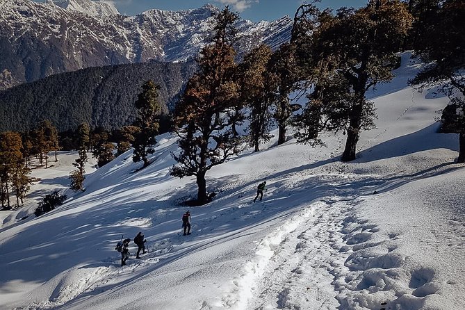 Chopta Trek - What This Chopta Trek Is Really Like (And Who It Fits)