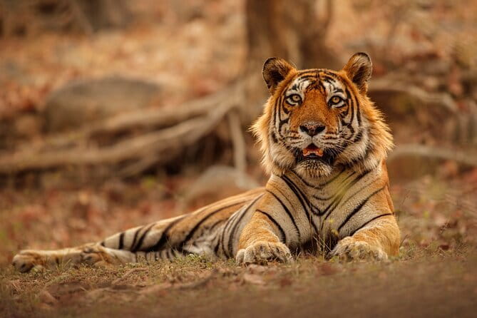 Day Trip from Jaipur to Ranthambore Safari - Key highlights to know before you go