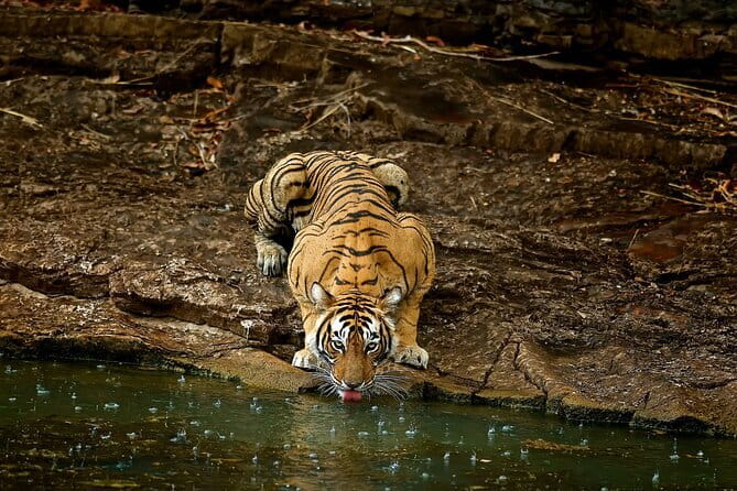 Day Trip from Jaipur to Ranthambore Safari - From Jaipur to Ranthambore, a realistic day-trip schedule