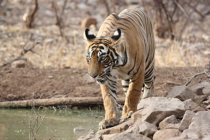 Day Trip from Jaipur to Ranthambore Safari - Who should book this Jaipur to Ranthambore day safari