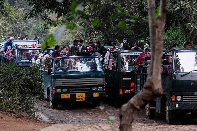 Day Trip from Jaipur to Ranthambore Safari - Ranthambore National Park safari: Gypsy vs Canter