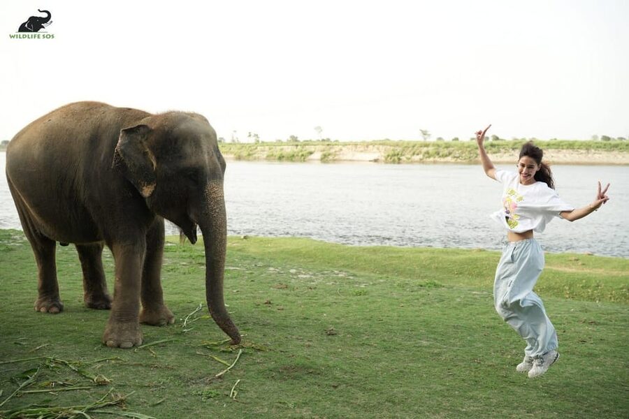 Delhi: All-Inclusive Day trip Taj Mahal with Elephant SOS - Agra Fort: Optical Illusions and Mughal Power Views