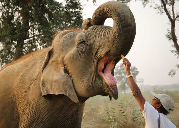 Delhi: Sunrise Taj Mahal & Elephant SOS Tour with Transfers - Key Points Worth Knowing