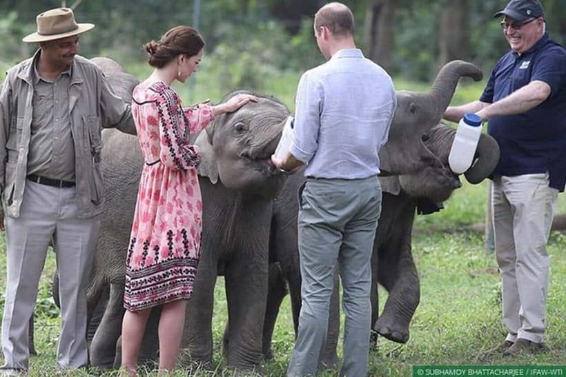 Delhi: Sunrise Taj Mahal & Elephant SOS Tour with Transfers - Price and Value: How $13 Can Still Cover a Private Car and Big Sights