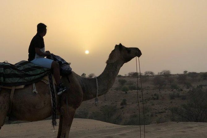 Desert Camel Safari Day Tour In Jodhpur - Price and value check for a 5 to 7 hour camel safari day