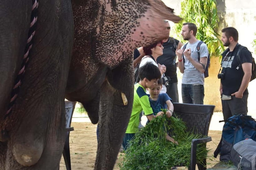 Elefun Best Elephant Sanctuary in Jaipur - Key Things You’ll Notice At Elefun In Jaipur