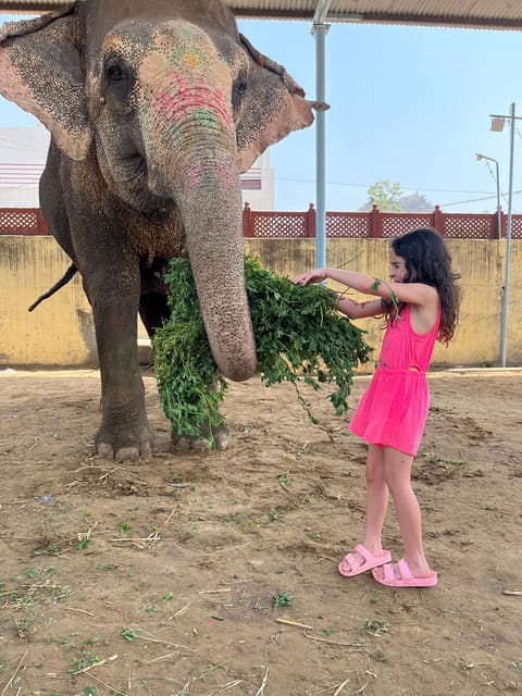 Elefun Best Elephant Sanctuary in Jaipur - What To Bring (And What To Leave Behind)