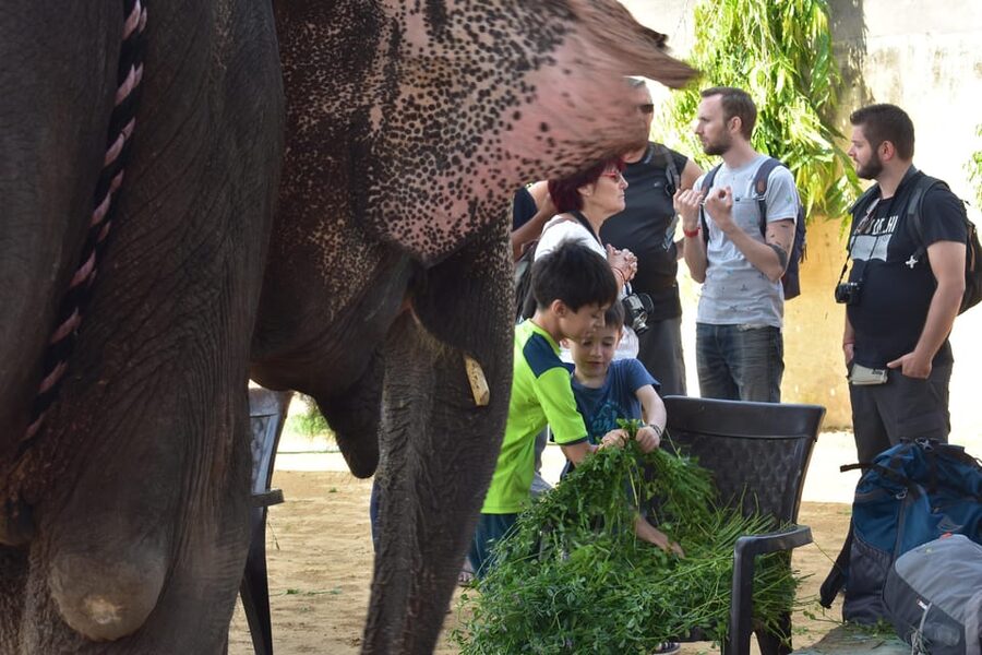 Elefun Best Elephant Sanctuary in Jaipur - Elephant Washing And Shower: Seasonal Differences You Should Know