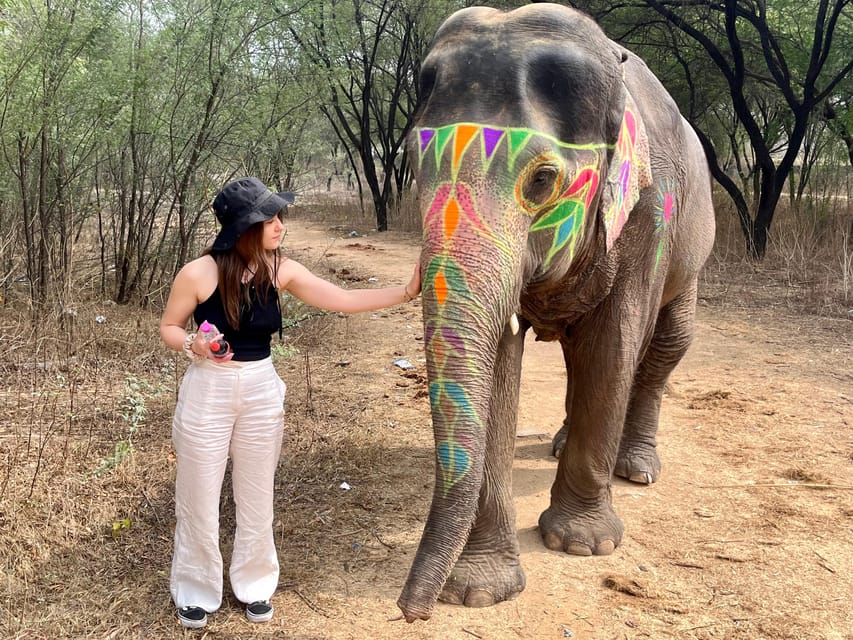 Elefun Best Elephant Sanctuary in Jaipur - Pickup In Jaipur, Welcome Tea, Then First Contact With Your Elephant