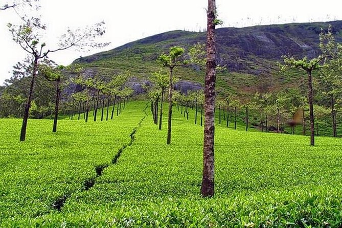 Explore Munnar Day Trip From Cochin ( By Munnar Info) - From Fort Kochi Beach to Munnar Roads: Your Morning Start