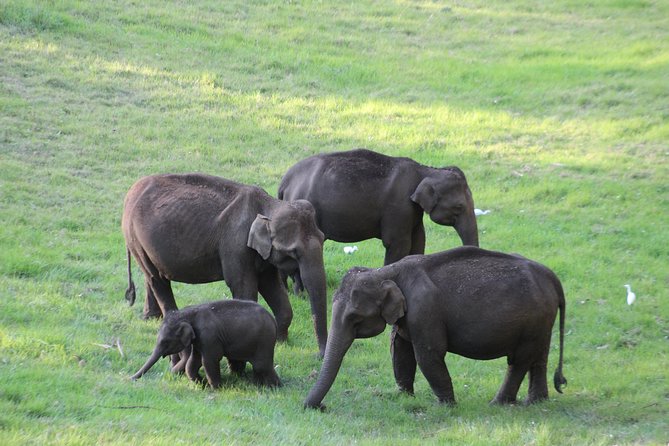 Explore Munnar Day Trip From Cochin ( By Munnar Info) - Cheeyappara Waterfalls: A Quick Nature Break on the Way In