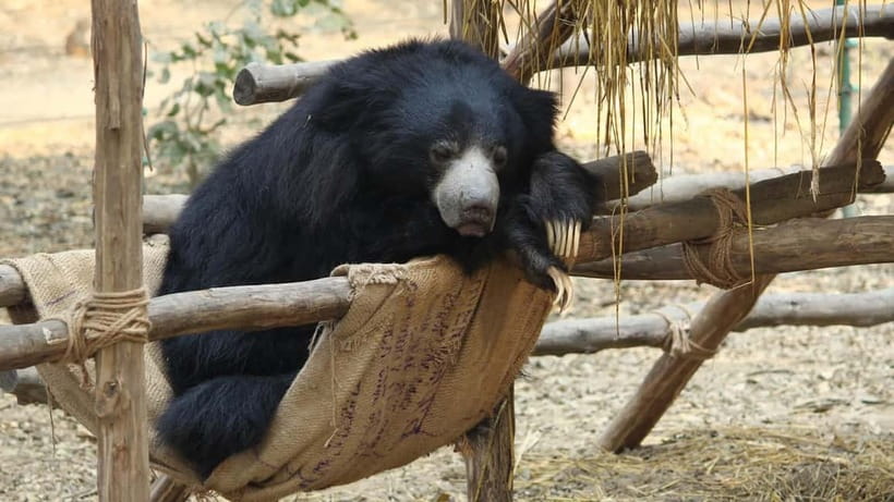 From Agra: SOS Elephant Conservation & Bear Rescue Day Trip - The Documentary Viewing, and Why It Helps You Understand What You See