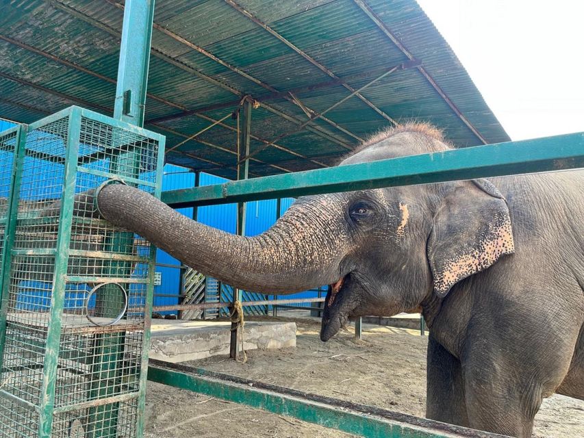 From Agra: Visit to Wildlife SOS Elephant Conservation Trip - Agra to Wildlife SOS: what makes this day trip worth your time