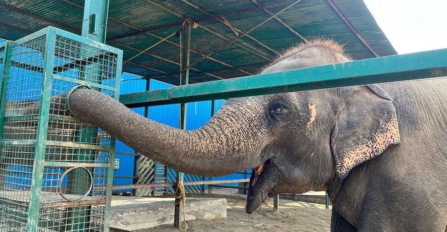 From Agra: Visit to Wildlife SOS Elephant Conservation Trip - Wildlife SOS Elephant Conservation and Care Center: what happens during the 2-hour visit