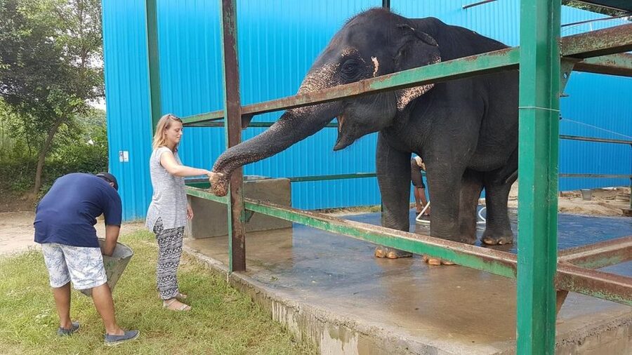 From Agra: Visit to Wildlife SOS Elephant Conservation Trip - The elephant admission ticket: required, and it changes the value equation